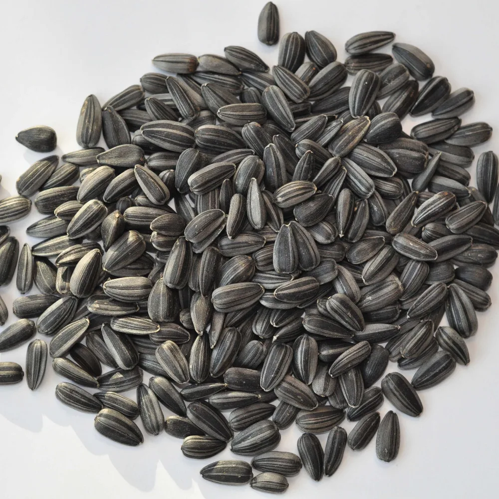 
inner mongolia black sunflower seeds for oil 