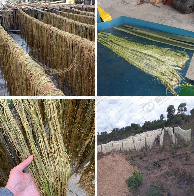 wholesale price 2T/h agricultural fibers automatic sisal hemp extracting machine