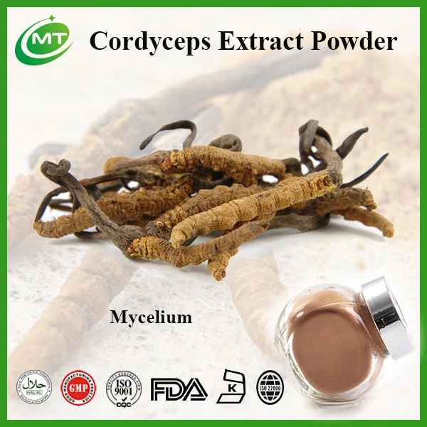 Cordyceps sinensis extract 1