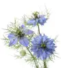 Factory Supply Nigella Damascena Seeds for Planting