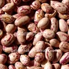 Light speckled kidney beans(round type)