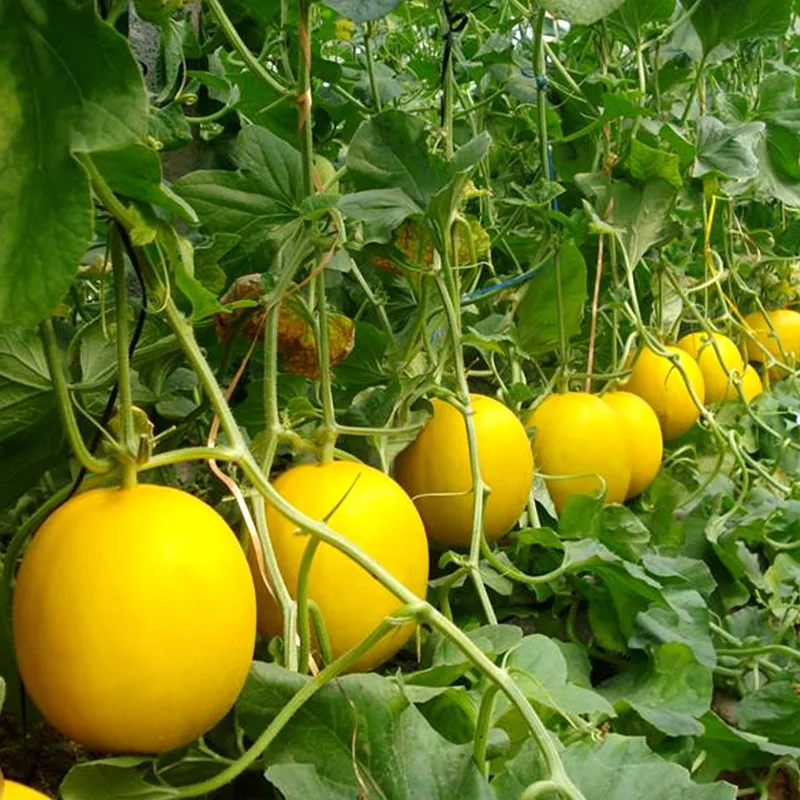 Hybrid F1 Yellow Skin Red Melon Seeds - Buy Musk Melon Seeds Price ...