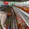 Chicken cage poultry farm hot dip galvanized layer cages For kenya