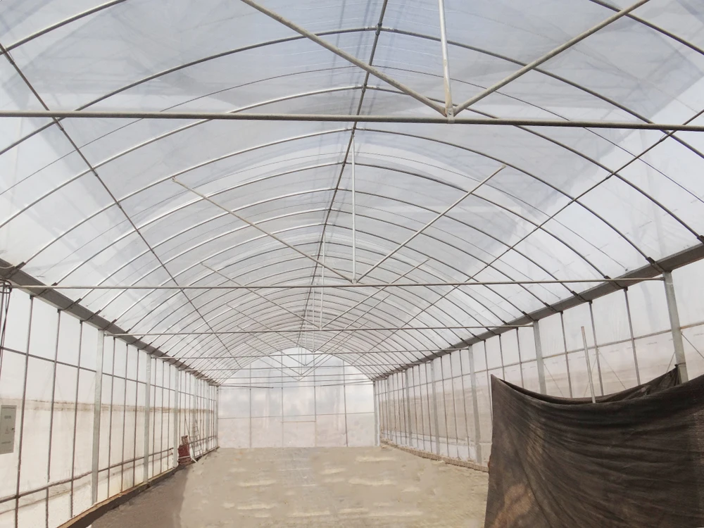 PE film tunnel greenhouse_1