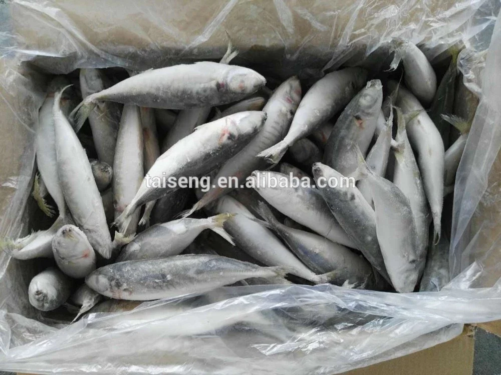 horse mackerel 3.jpg