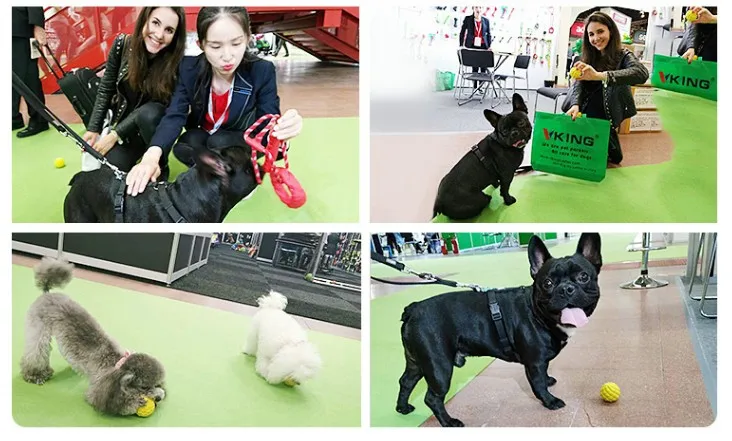 dog training without shock collar