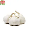 Sold all over the world/Normal garlic/ by air transport