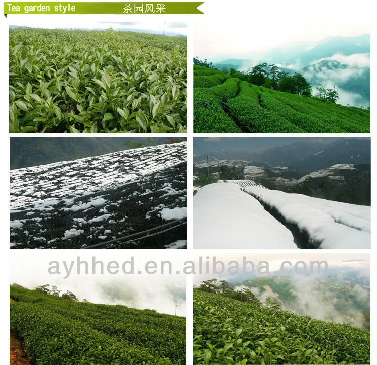 Precious High Mountain Tai Wan Jin Xuan Milk Oolong Tea - 4uTea | 4uTea.com