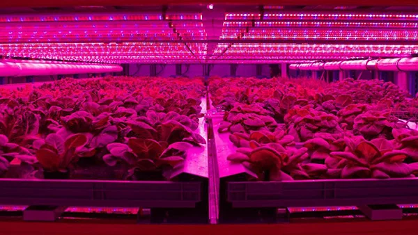 grow light led strip greenhouse