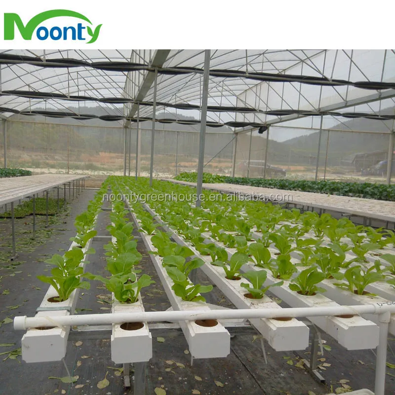Hydroponics Plant9.jpg