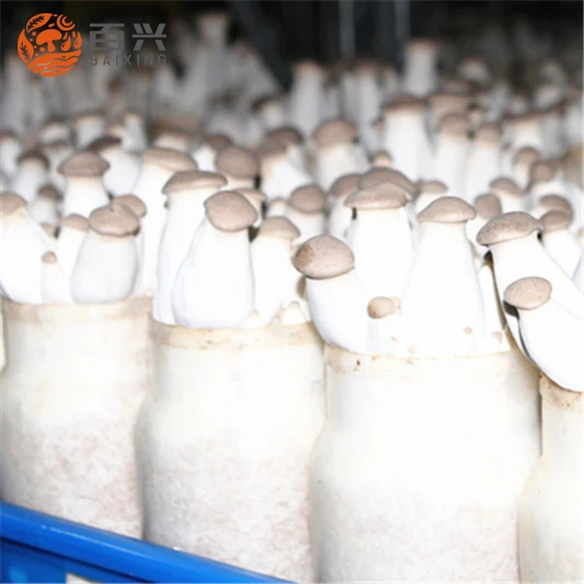 
climate control machine to cultivate king oyster mushroom seeds in mushroom growing room for sale 