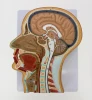 Teaching simulation head cut model medical head mid-sagittal head anatomy embossed skull model