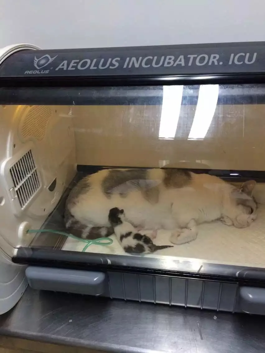 portable puppy incubator