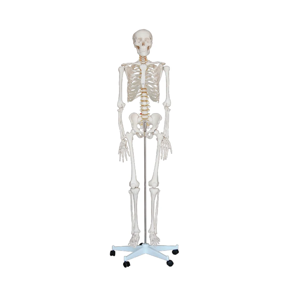 Best Medical Skeleton Plastic Model For Medical Science,Life Size ...