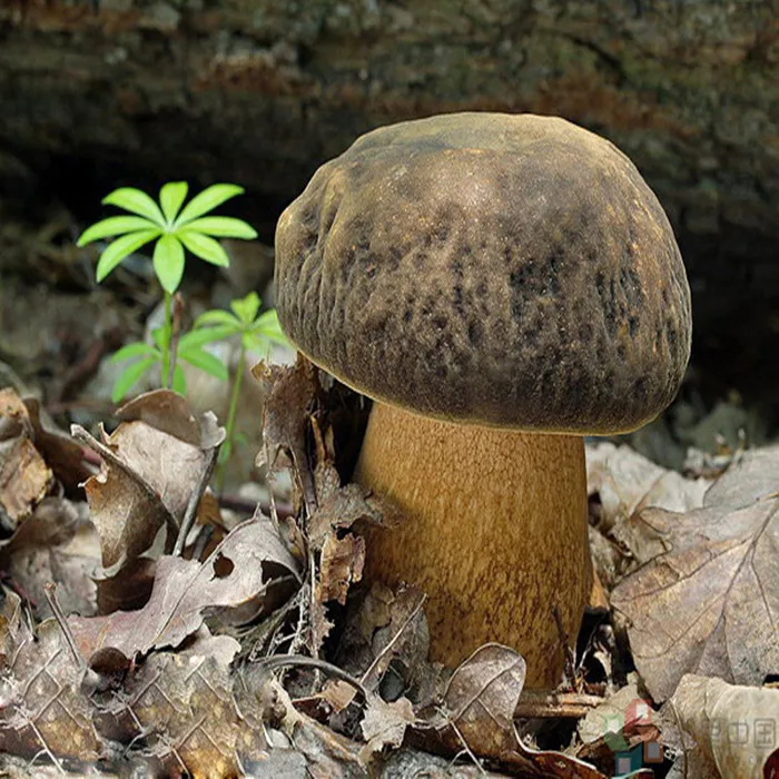 
Detan Forest Boletus 