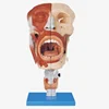 Nasal Oral Pharynx and Larynx about Head Anatomical Model