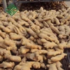 fresh ginger air dry ginger delicious large ginger