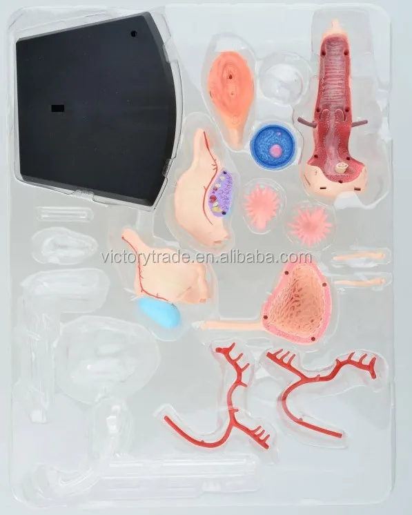 V Hm10 4d Master Female Reproductive System Anatomical Uterus Model