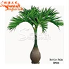 China professional manufacture washingtonia robusta palm tree palm tree pots