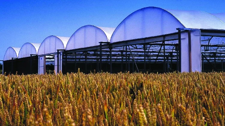 multispansgreenhouse (4).jpg