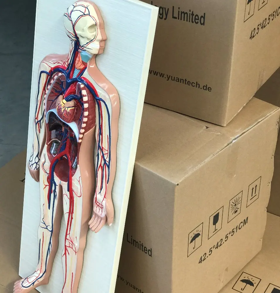 Human Circulation System Plastic Model Buy Circulatory System Model