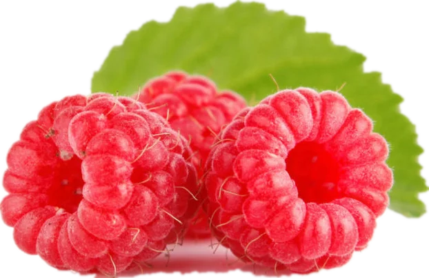 source 100% natural organic rubus chingii hu raspberry extract f