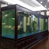 large square lucite acrylic Sea star / reef / fish tank aquarium
