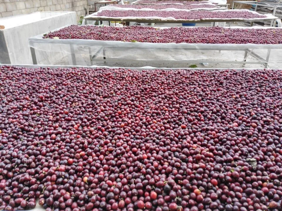 Robusta Green Coffee Beans,New Crop,Washed,Polished Grade A,Screen 16