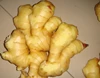 factory directly supply fresh ginger and garlic for garlic and ginger importer