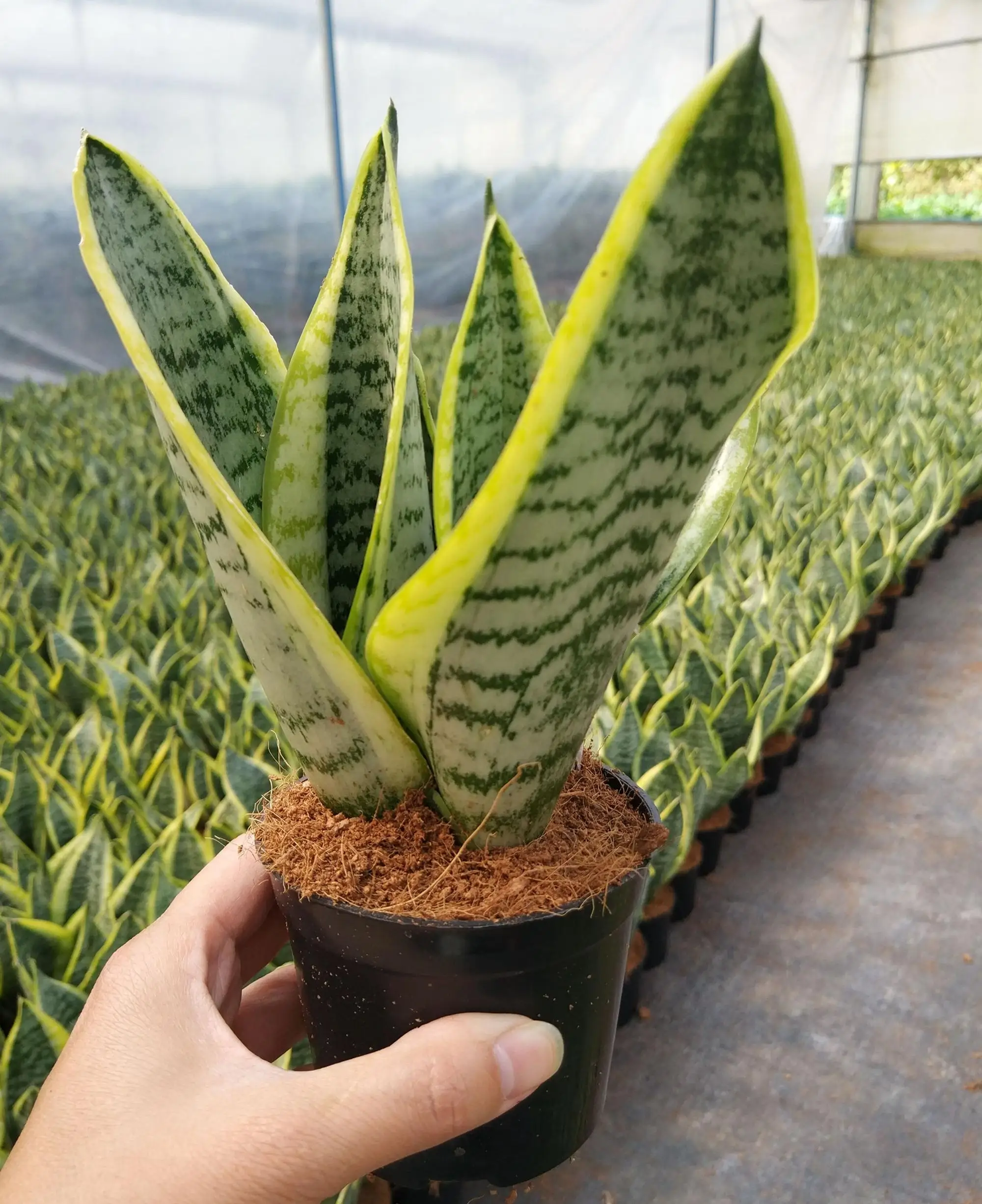 Indoor Different Types Of Sansevieria - Buy Different Types Of