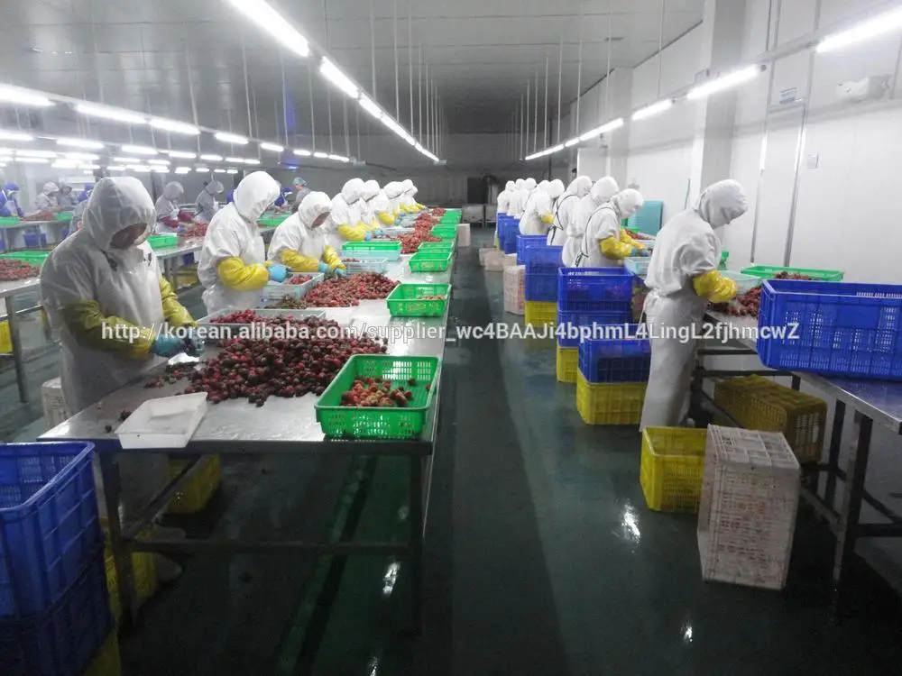 Fresh Holland Potato