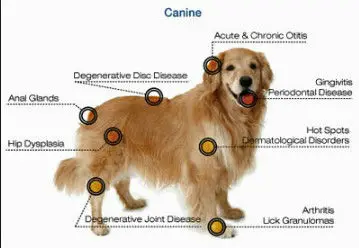 canine laser therapy