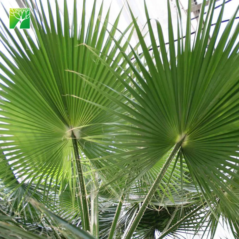 
Farm price 65cm crown diameter evergreen Washingtonia filifera perennial fresh plant 