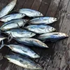 IQF Freezing Process and Piece Shape Frozen Tuna SkipJack Frozen Bonito Fish