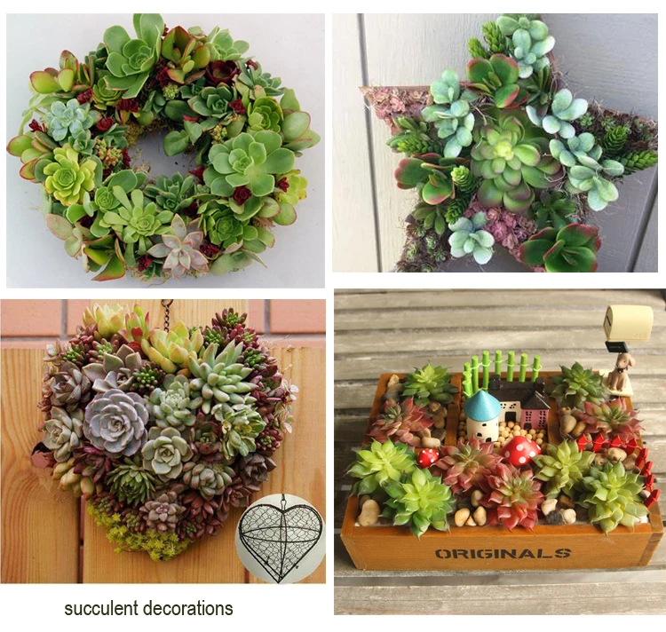 Echeveria Real Touch Natural Fake Succulent Plants Buy Fake Succulent