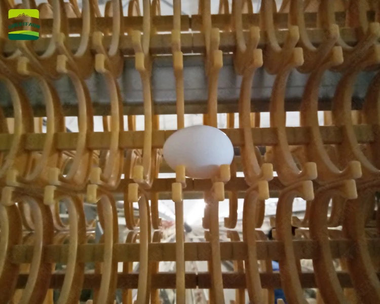 poultry egg collection system