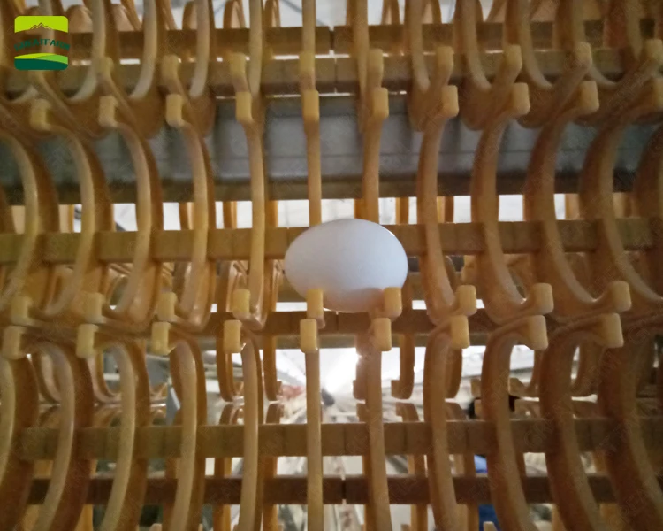 GREAT FARM chicken egg collection system chicken egg collecting system birds egg collection