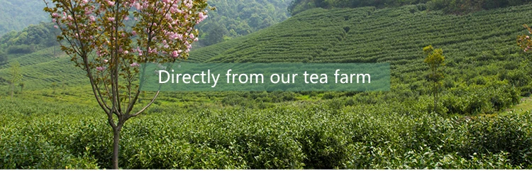 Wild Growing Kuding Bitter Leaf Tea Herbal Tea Buy