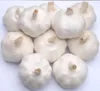 China Shandong Fresh Normal And Pure White Garlic