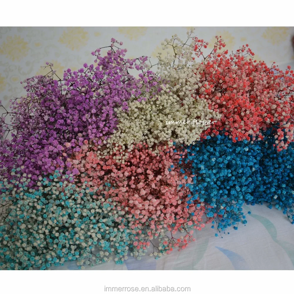 Gypsophila Preserved Flowers Baby Breath Wholesale From Kunming Farm