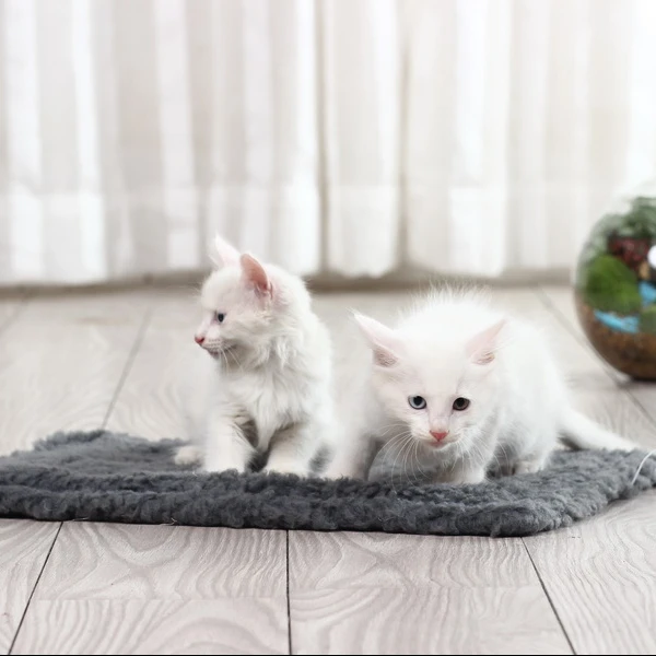 

Double-Face Plush Cat Floor Anti-Slip Mat With A Mouse /Cat Toy