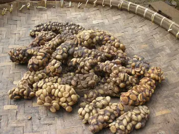 Image result for kopi luwak