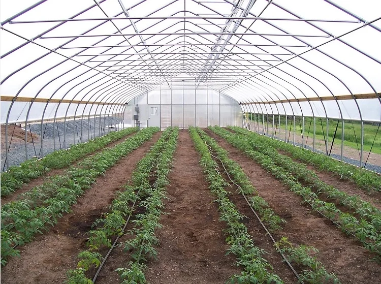 greenhouse 4.png