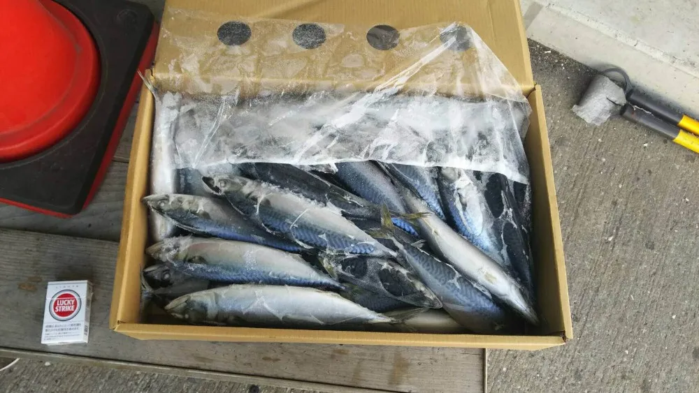 冰凍大西洋鯖魚 w/r 尺寸 300/500g,400/600g