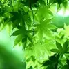Anti Cancer remedies Program