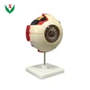 Model of eyeball structure / biological / school teaching equipment