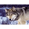 Wholesale Factory 30*40CM DIY Animal Diamond Painting Wolf Full For Living Room Decoration