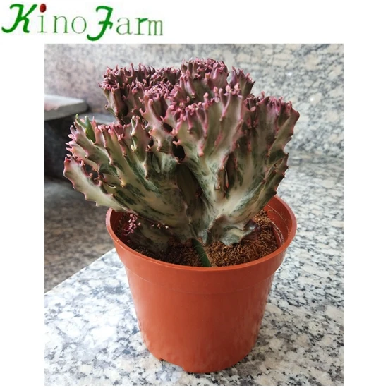 
Wholesale Cactus 