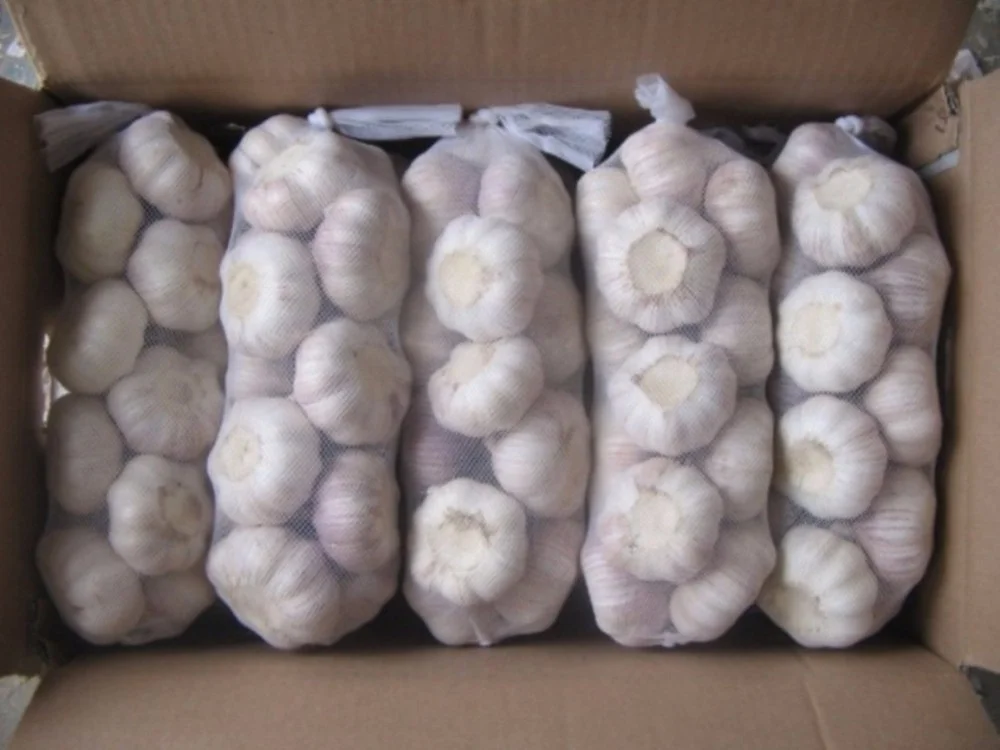 new crop 2019 import chinese garlic fresh garlic bulb normal
