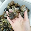 Wholesale polished smaller Jade screw the fossil stone madagascar conch fossils
